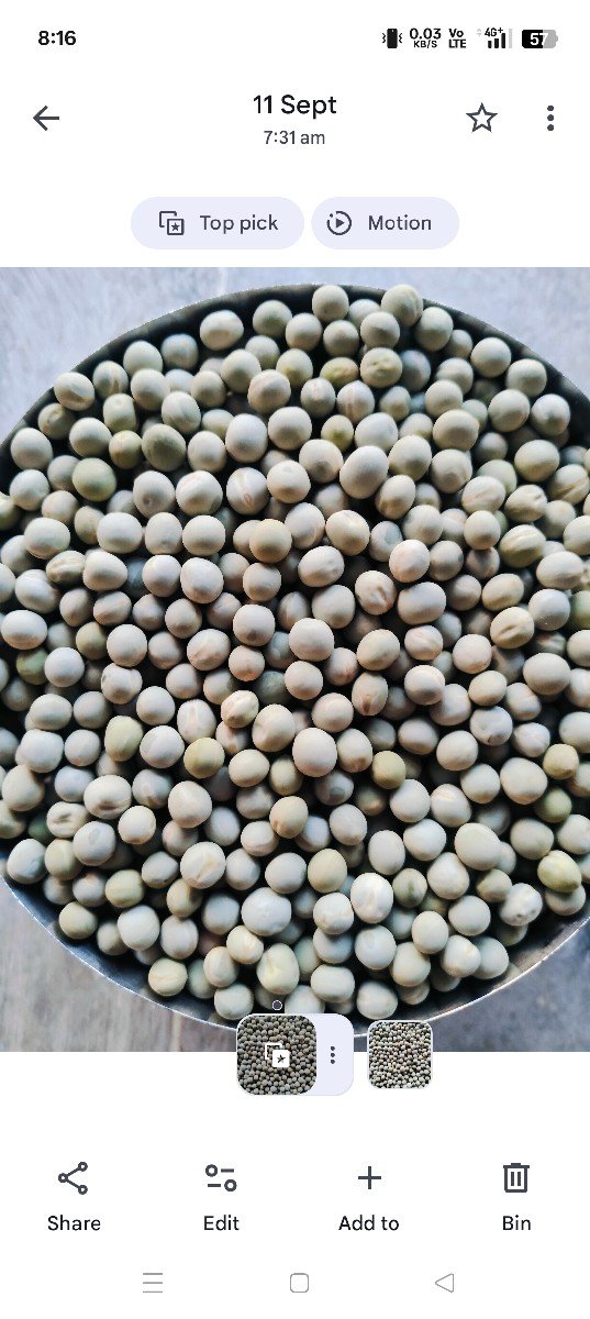 વટાણા સુપર કોલીટી બીયારણ