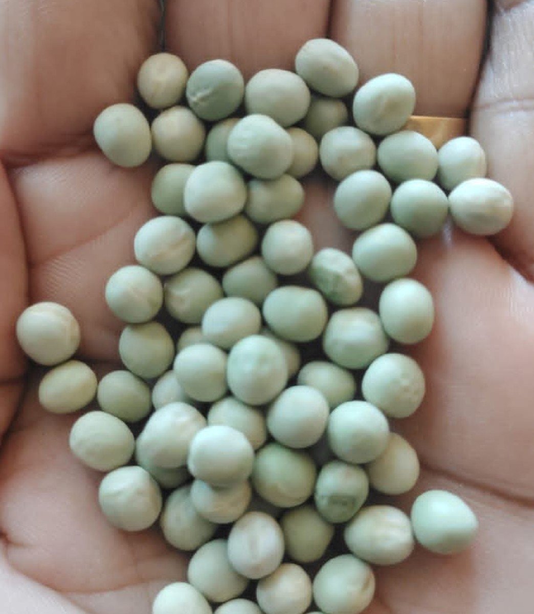 વટાણા સુપર કોલીટી બીયારણ