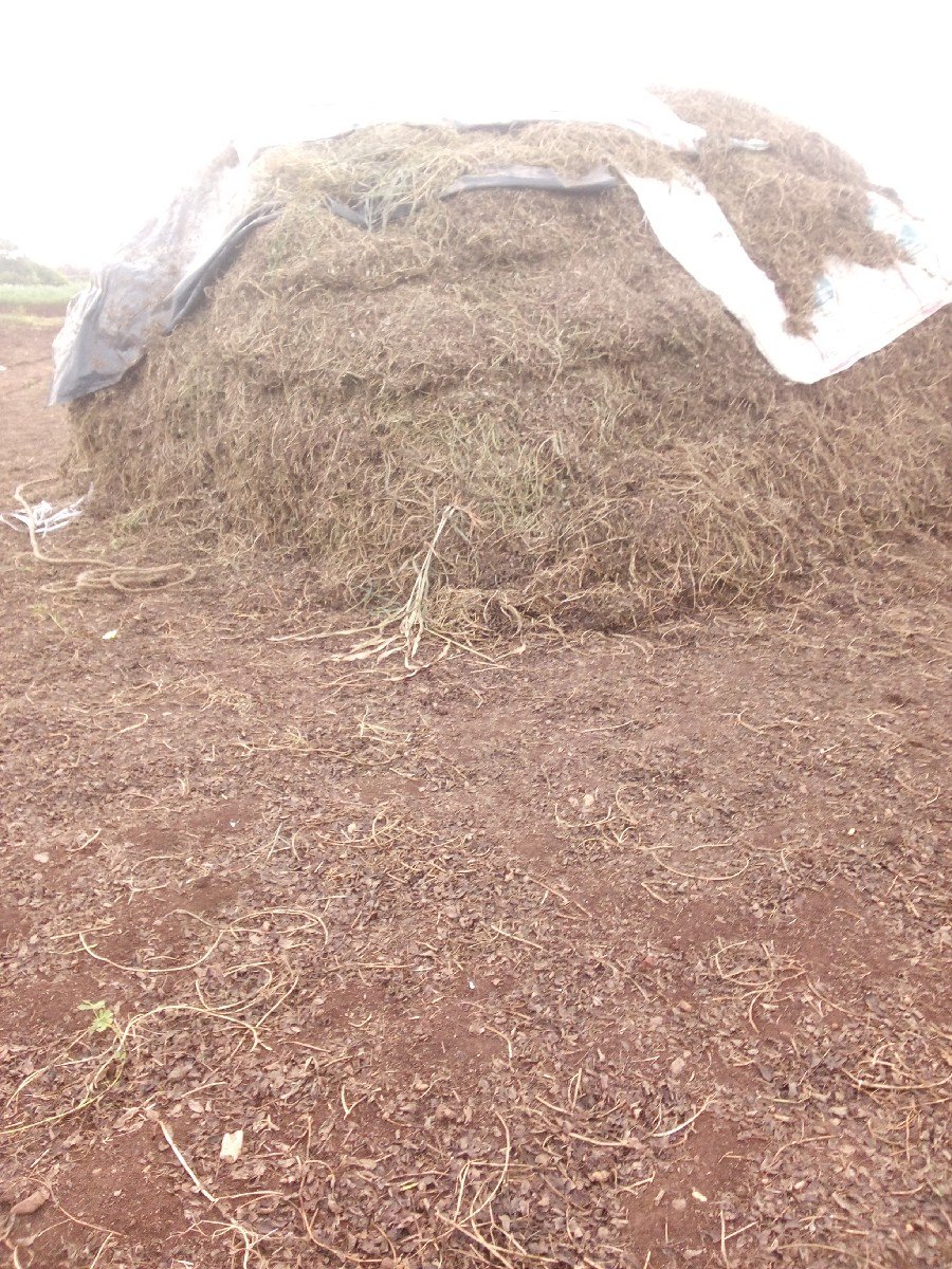 માંડવીનો પાલો વેચાવશે