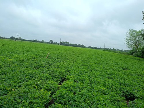 GG-39 મગફળી