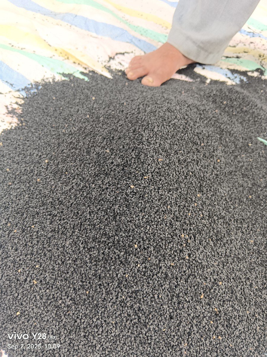 ડુંગળી નુ નવુ ને સારુ બીયારણ