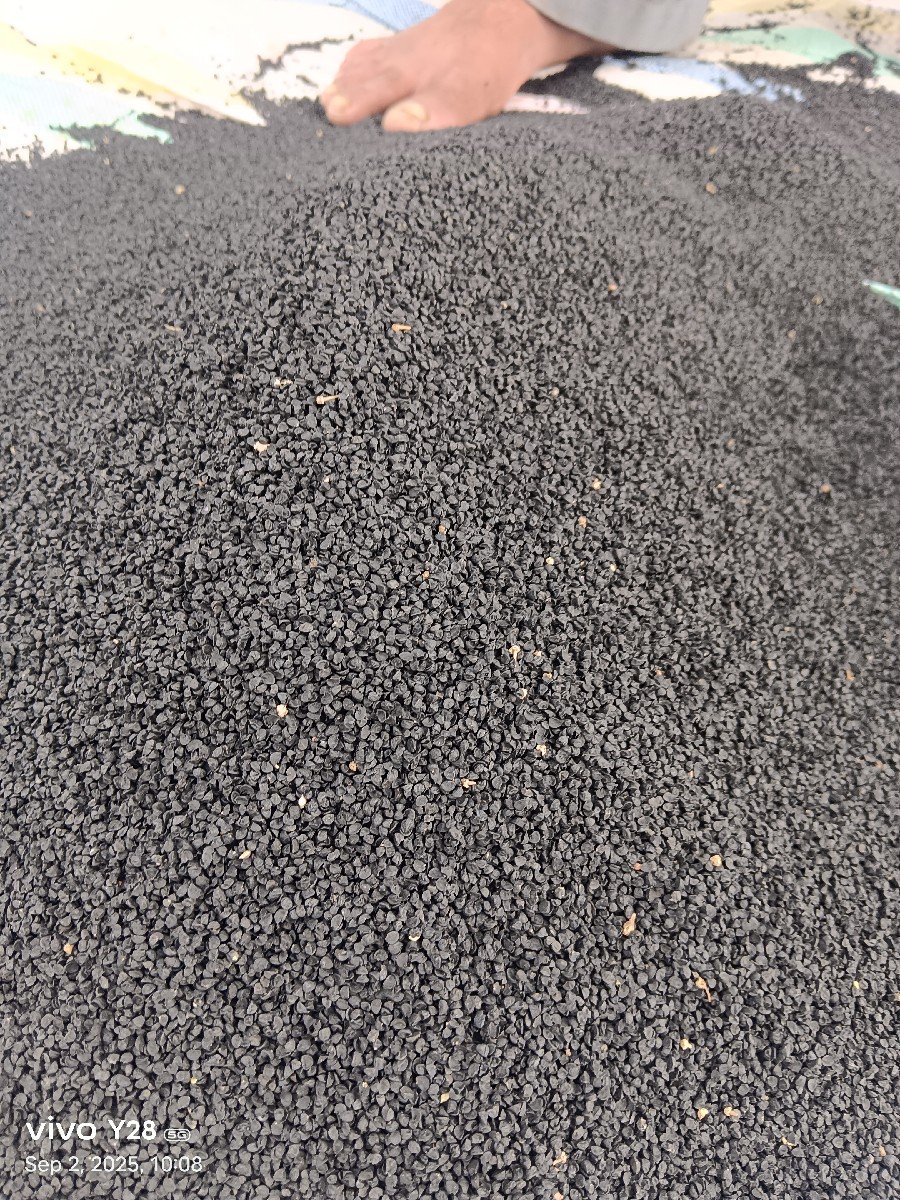 ડુંગળી નુ નવુ ને સારુ બીયારણ
