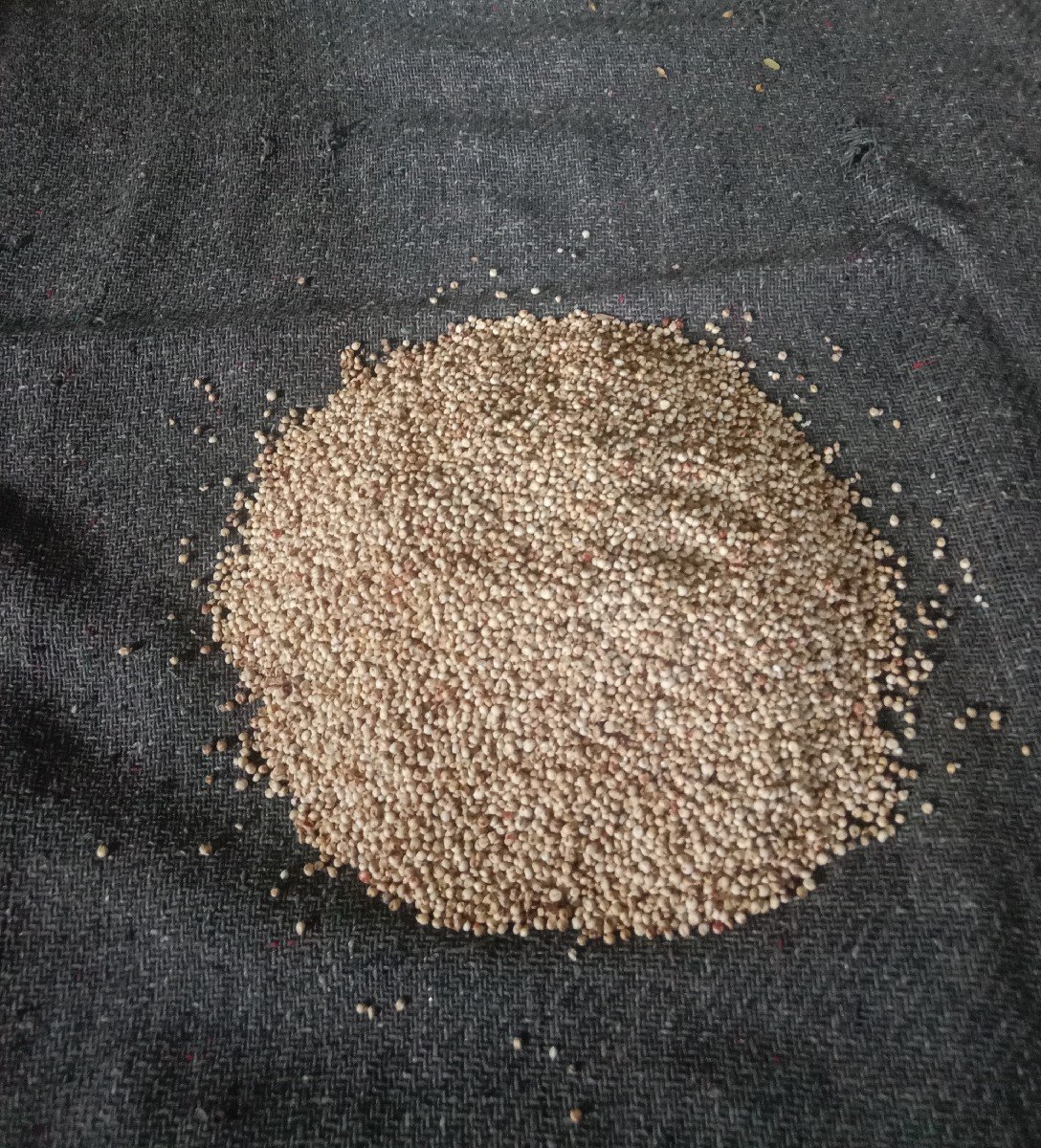 જવાર વેચવાની છે
