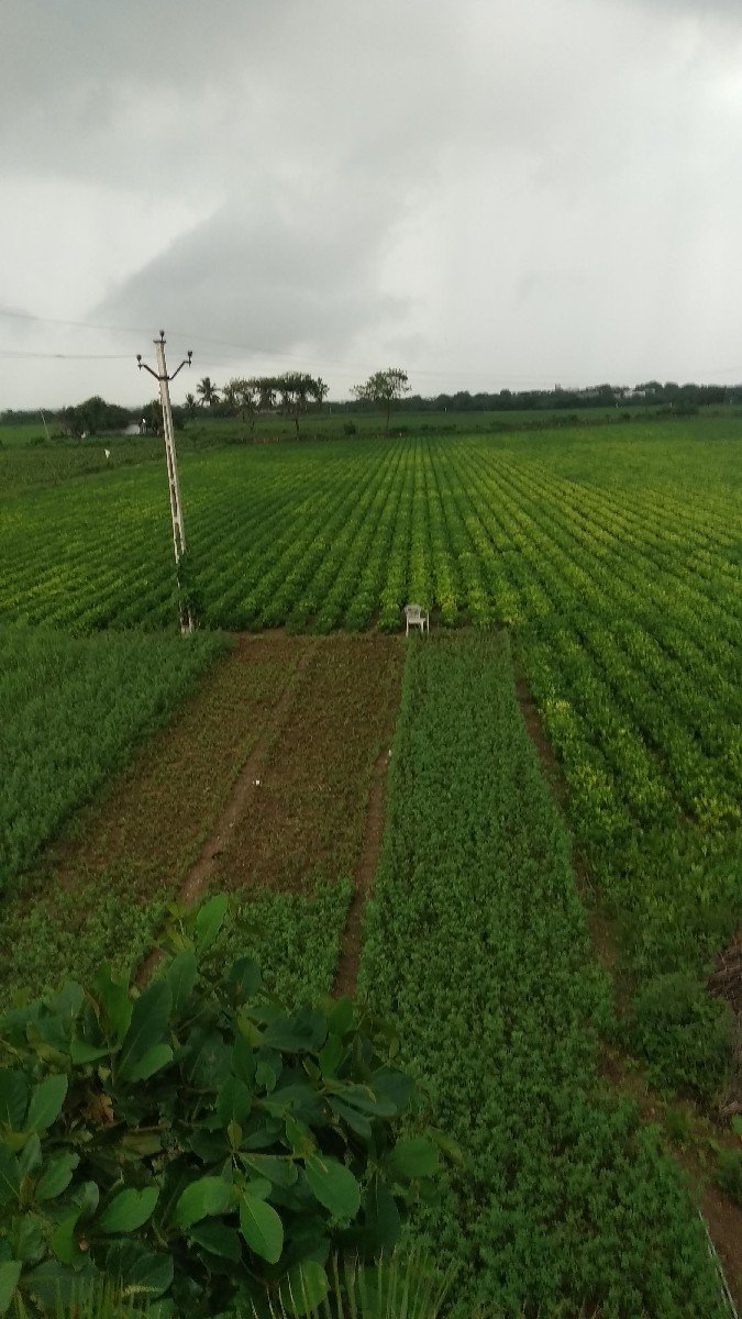 જે 20 માંડવી નો ભૂકો વેસવનો સે