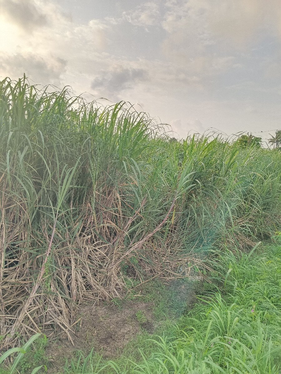 શેરડી ચારા માં દેવા ની છે 
ભાવ 3000
