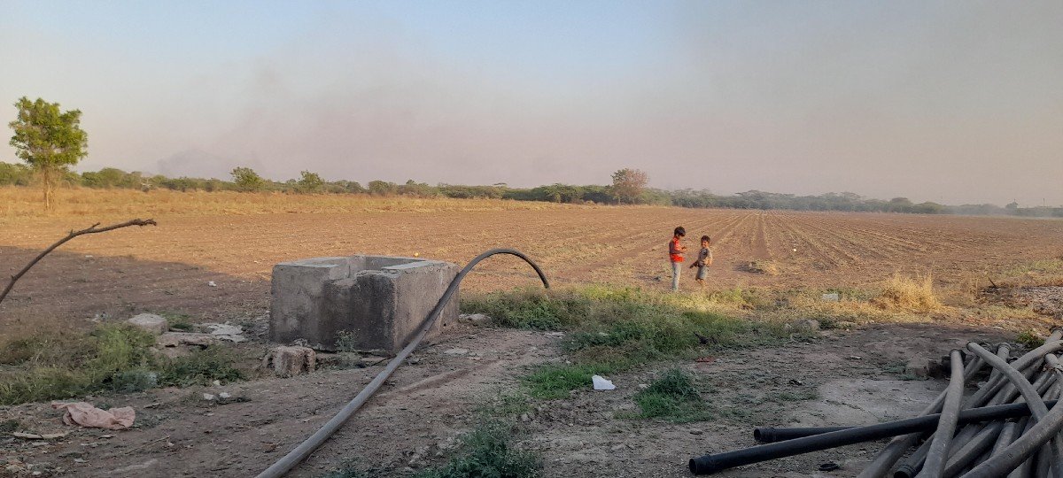 ફુલે વિક્રમ ચણા બિયારણ