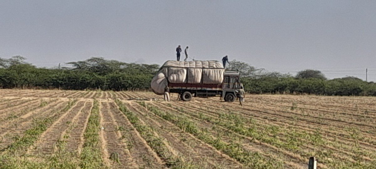 ફુલે વિક્રમ ચણા બિયારણ