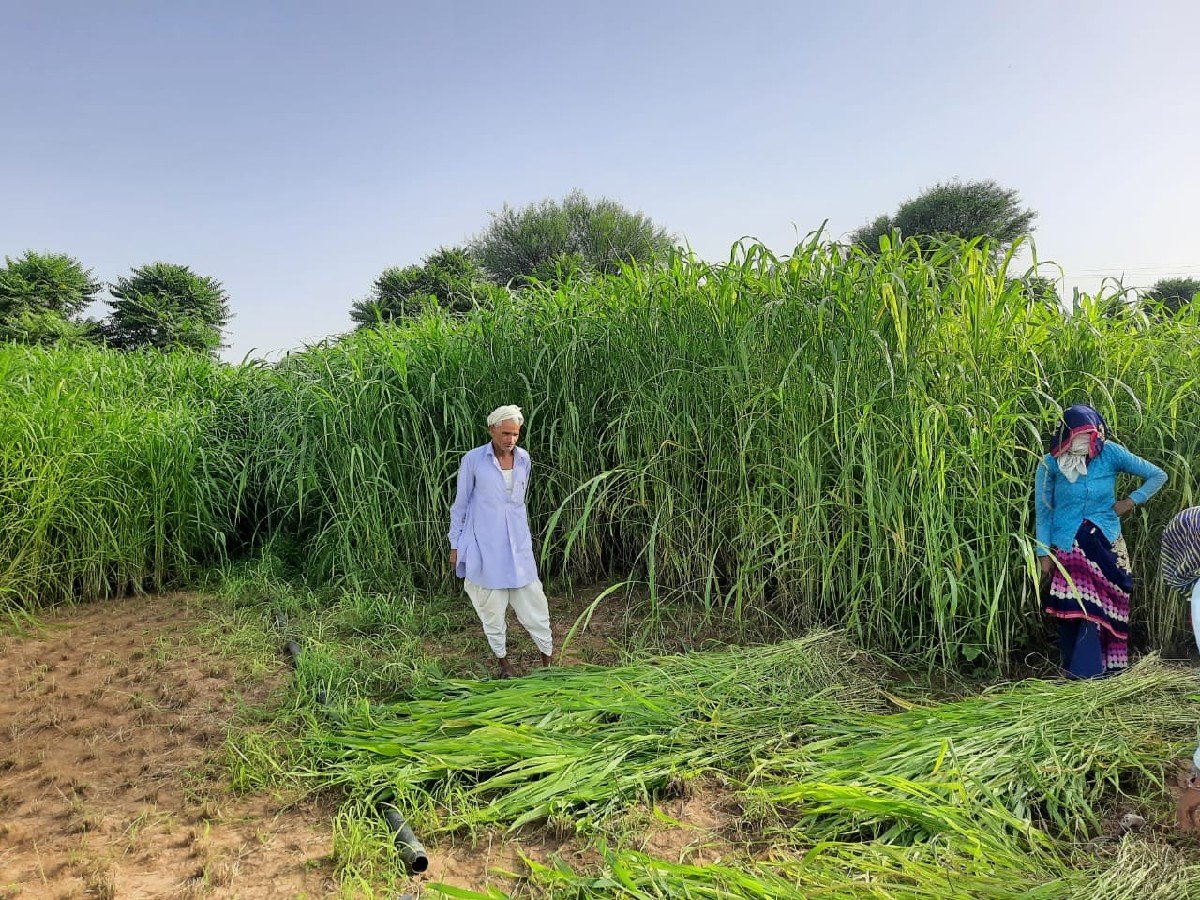વાઢ વારી જુવાર નું બિયારણ