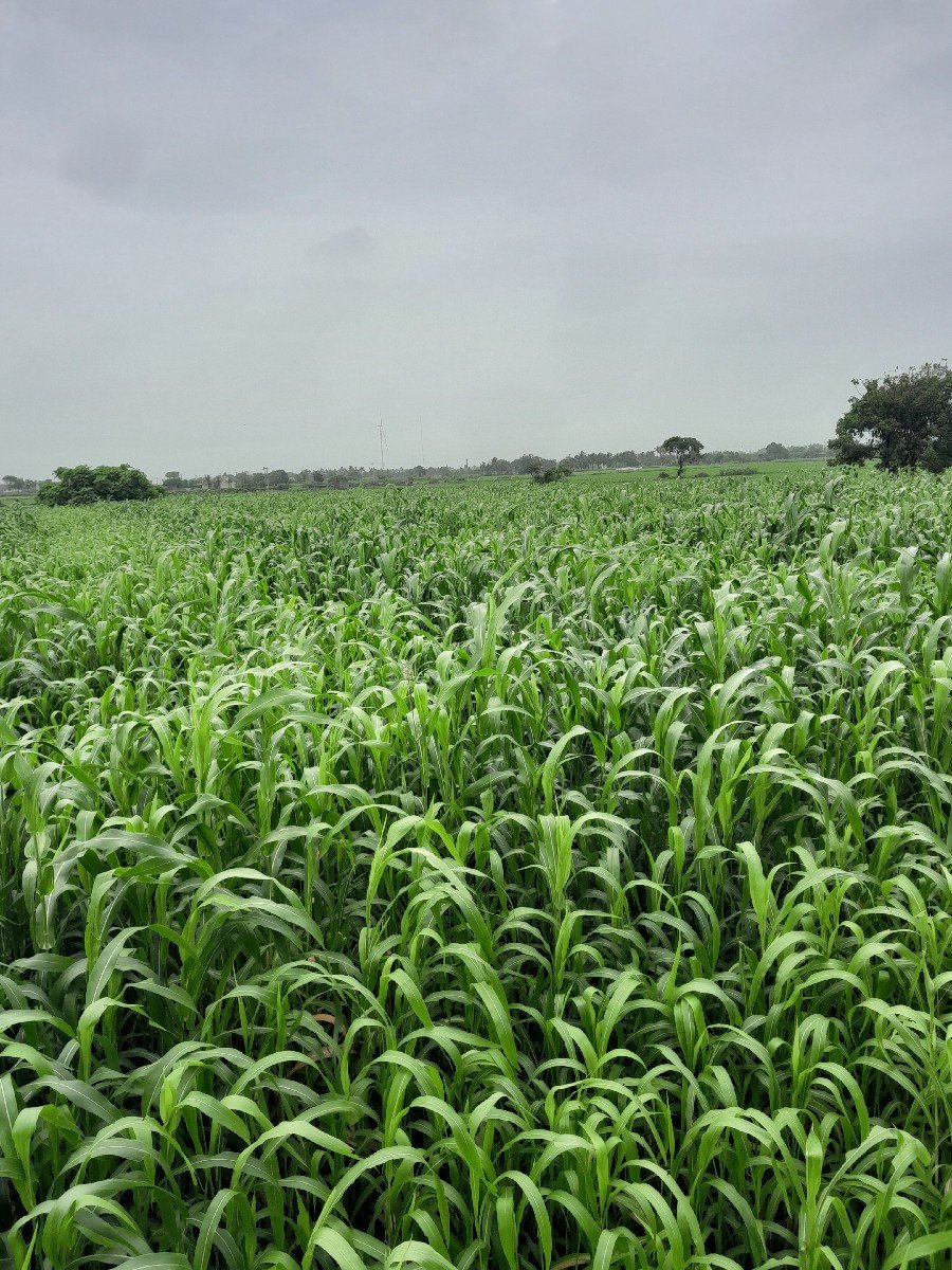 લીલી જવાર નો સારો