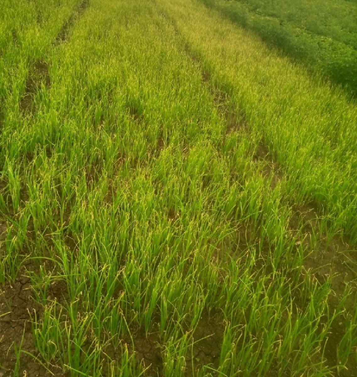 ડુંગળીનો રોપ વેચવાનો છે