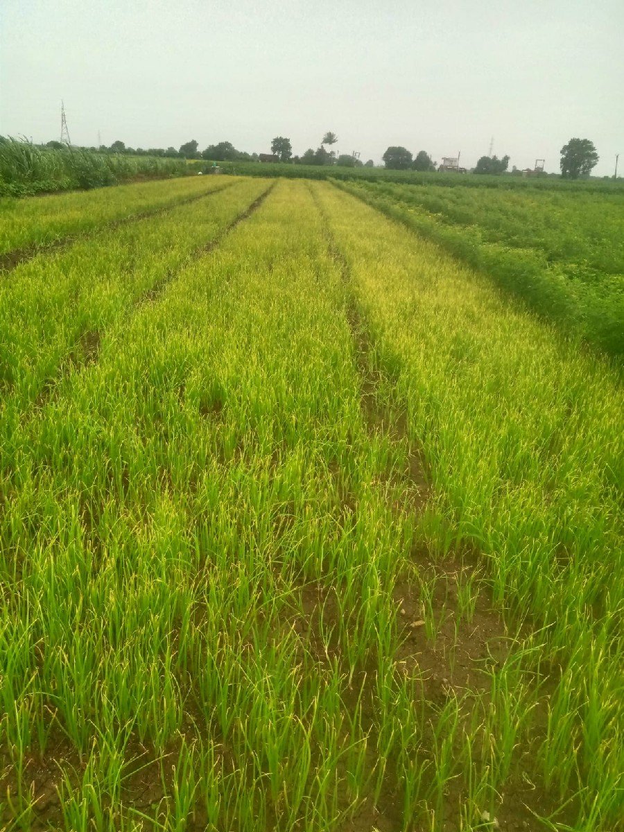 ડુંગળીનો રોપ