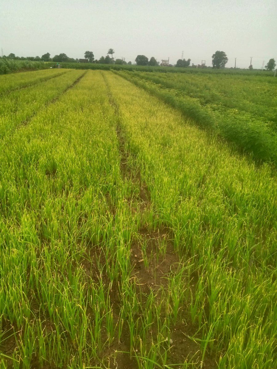 ડુંગળીનો રોપ