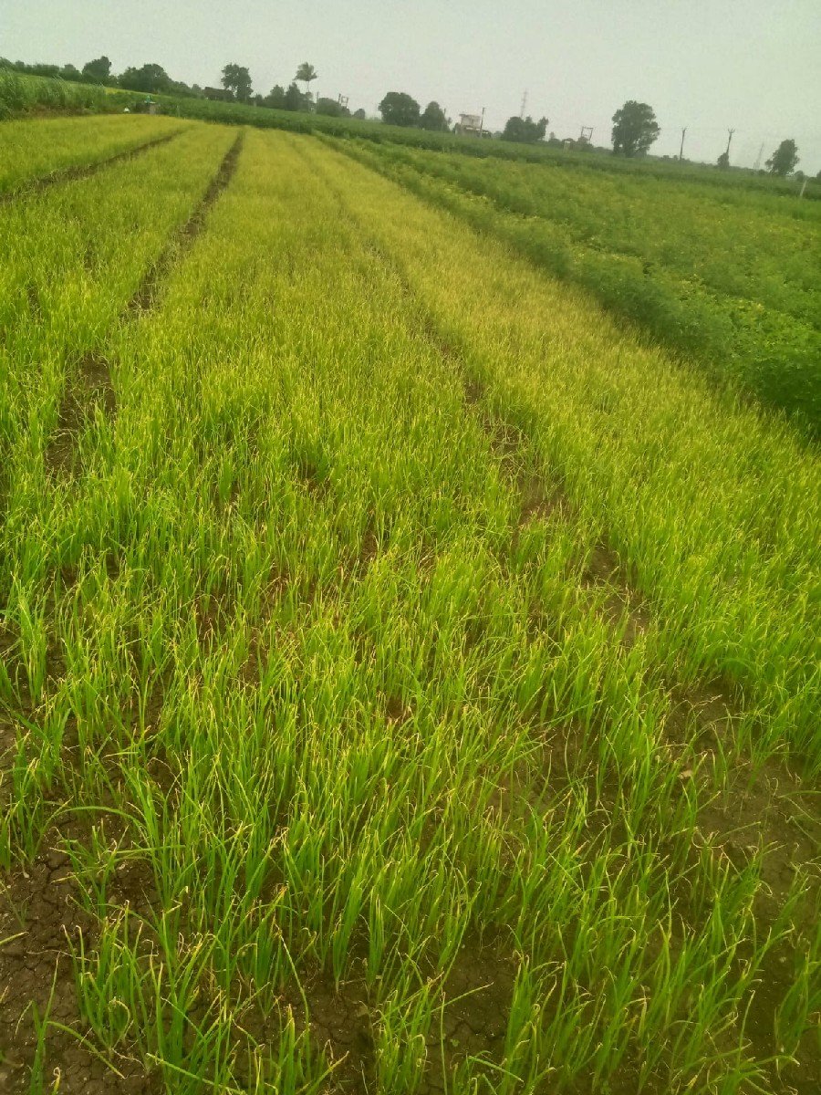 ડુંગળીનો રોપ
