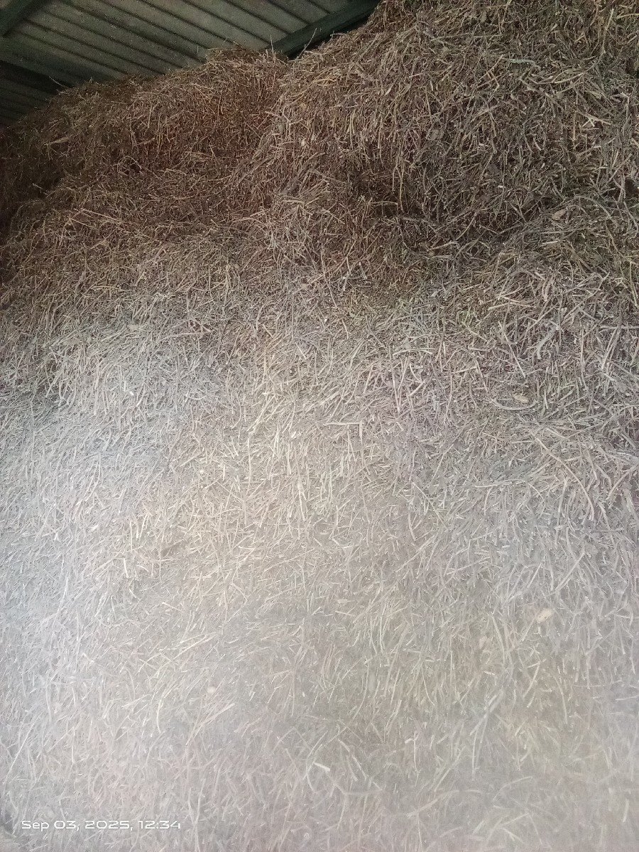 પાલો