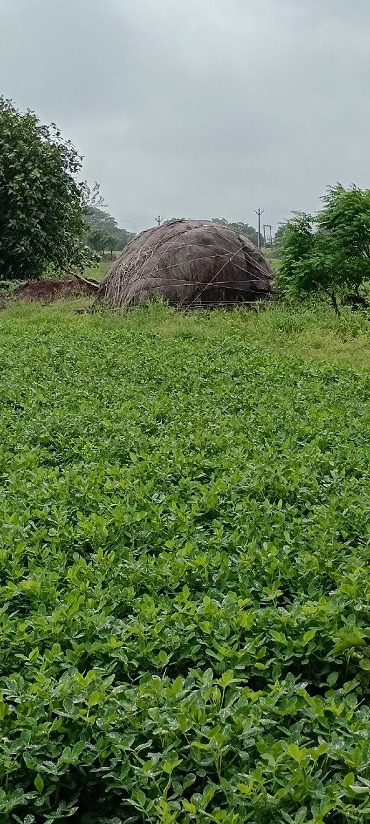 ૨૦. નબર માંડવીનો ભૂકો