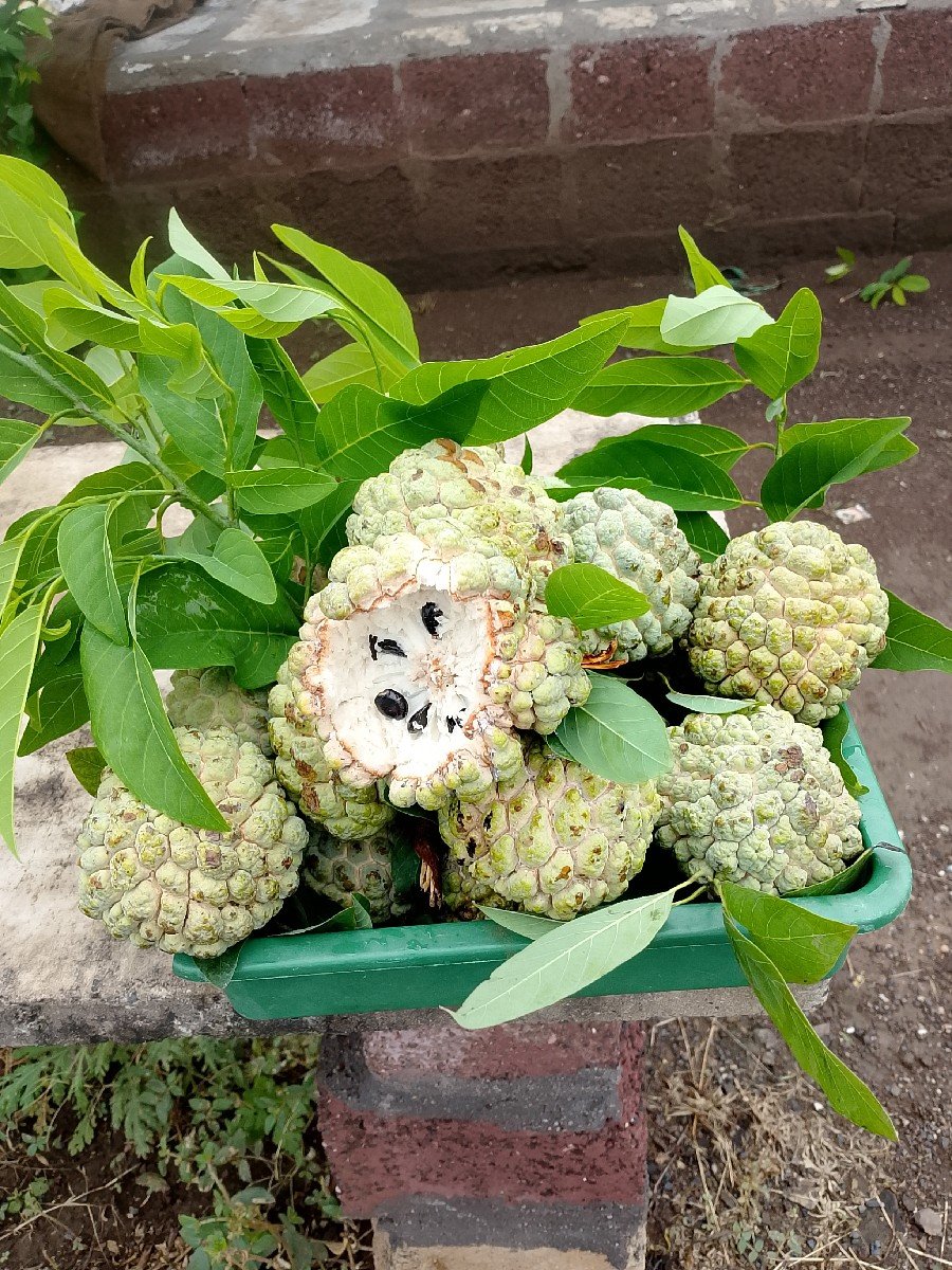 સીતાફળનોબાગ આપવાનો છે