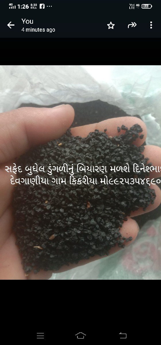 સફેદ બુધેલ ડુંગળી બિયારણ