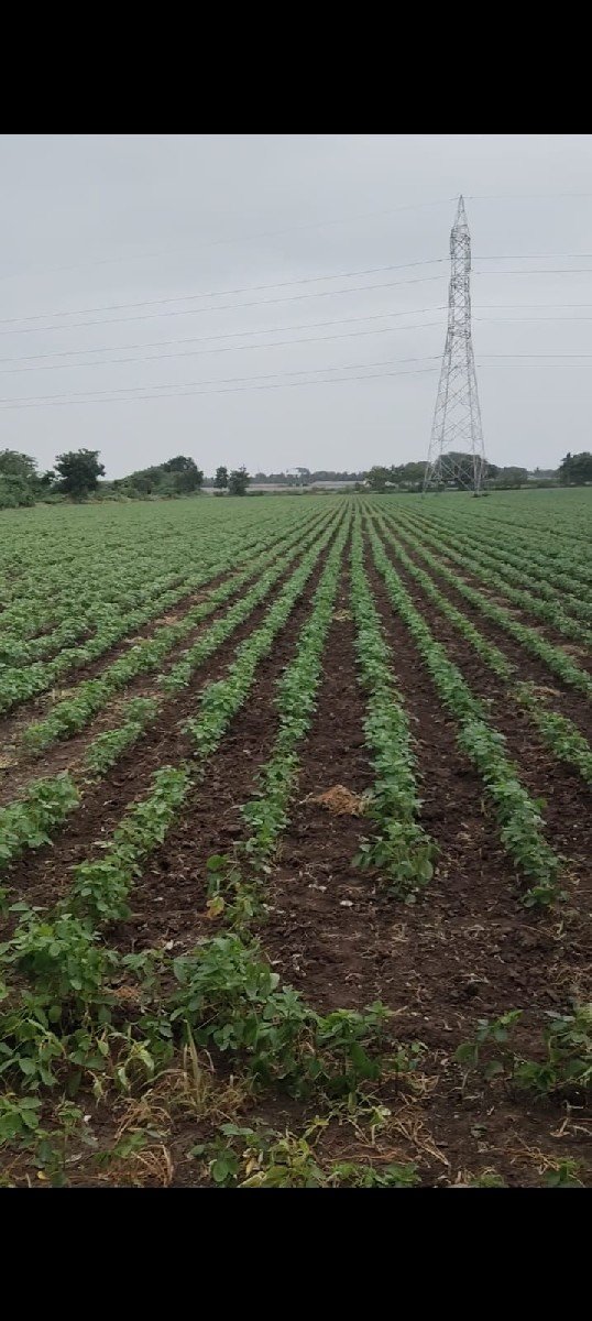 વાડી વેચવાની છે