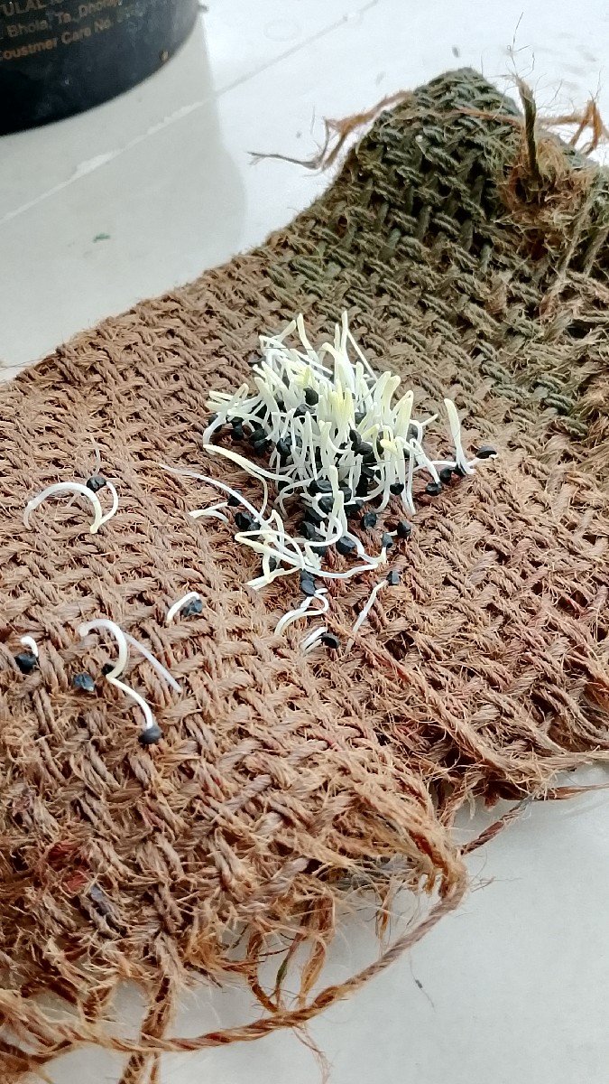 ડુંગળી બિયારણ