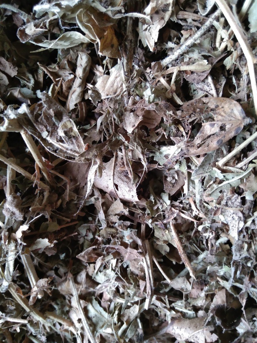 પાલો વેચવાનો છે