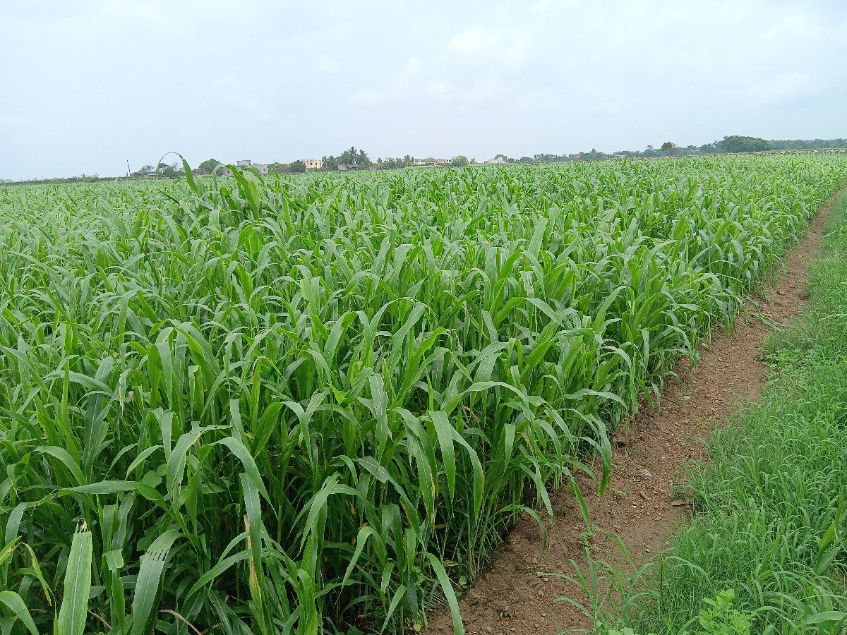 લીલી જુવાર સાર વેચવા ની છે