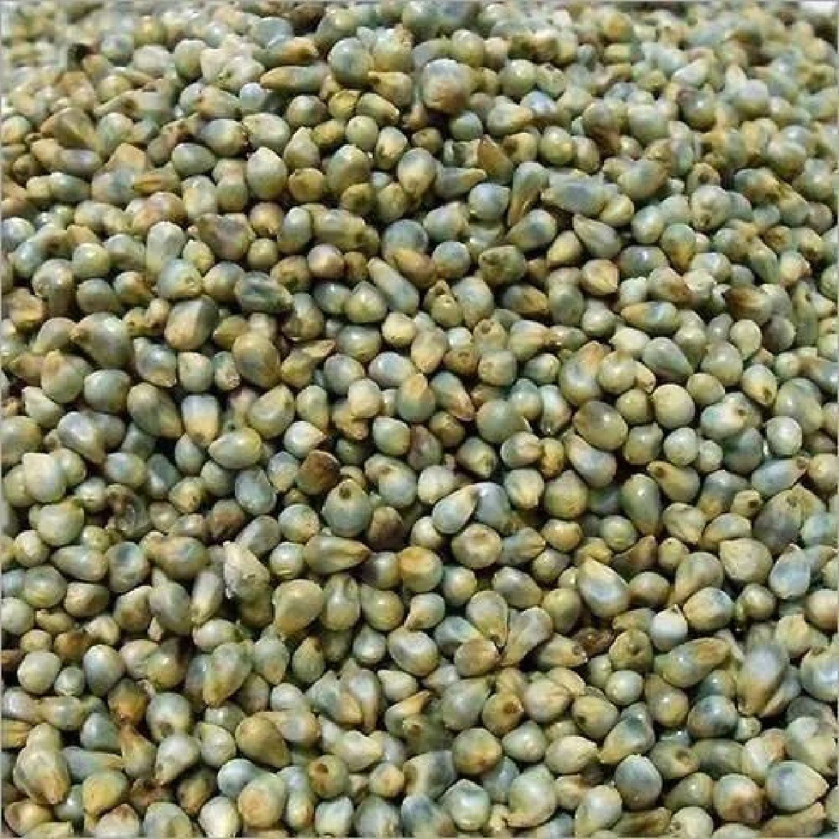 સૌરાષ્ટ્ર નુ કઠોળ તેલ. ધી.મસાલા