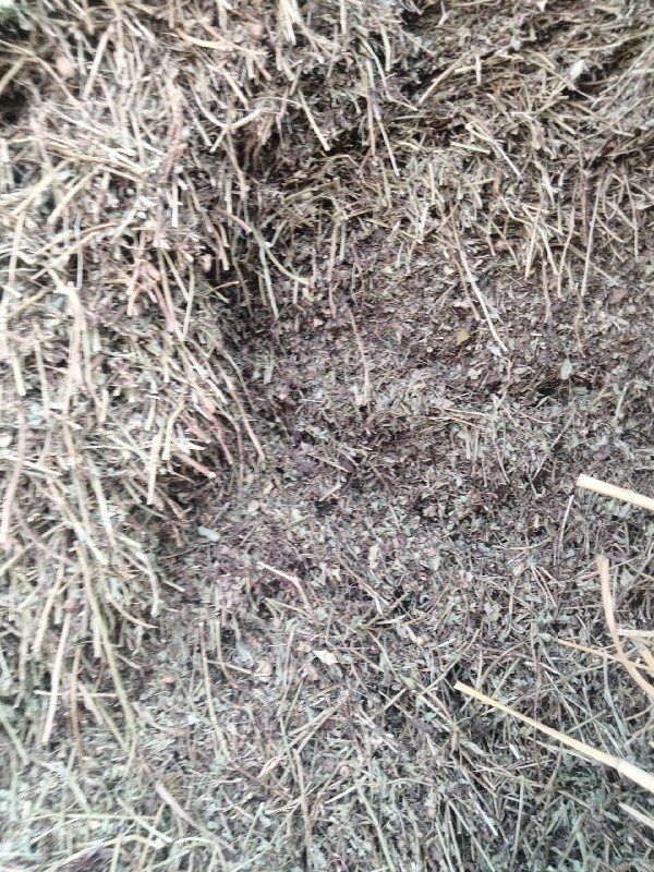 પાલો