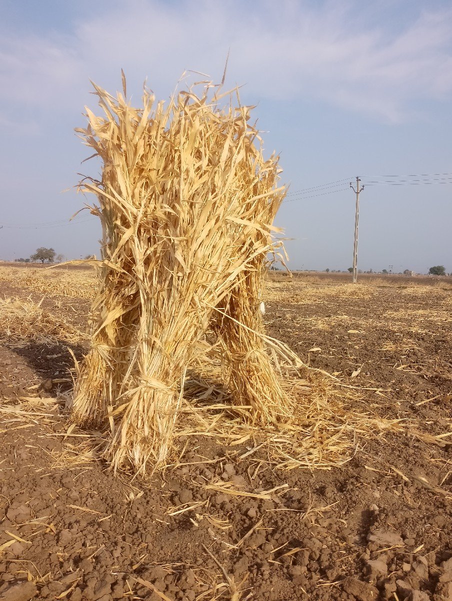 જુવારનો ચારો વેચવાનો છે