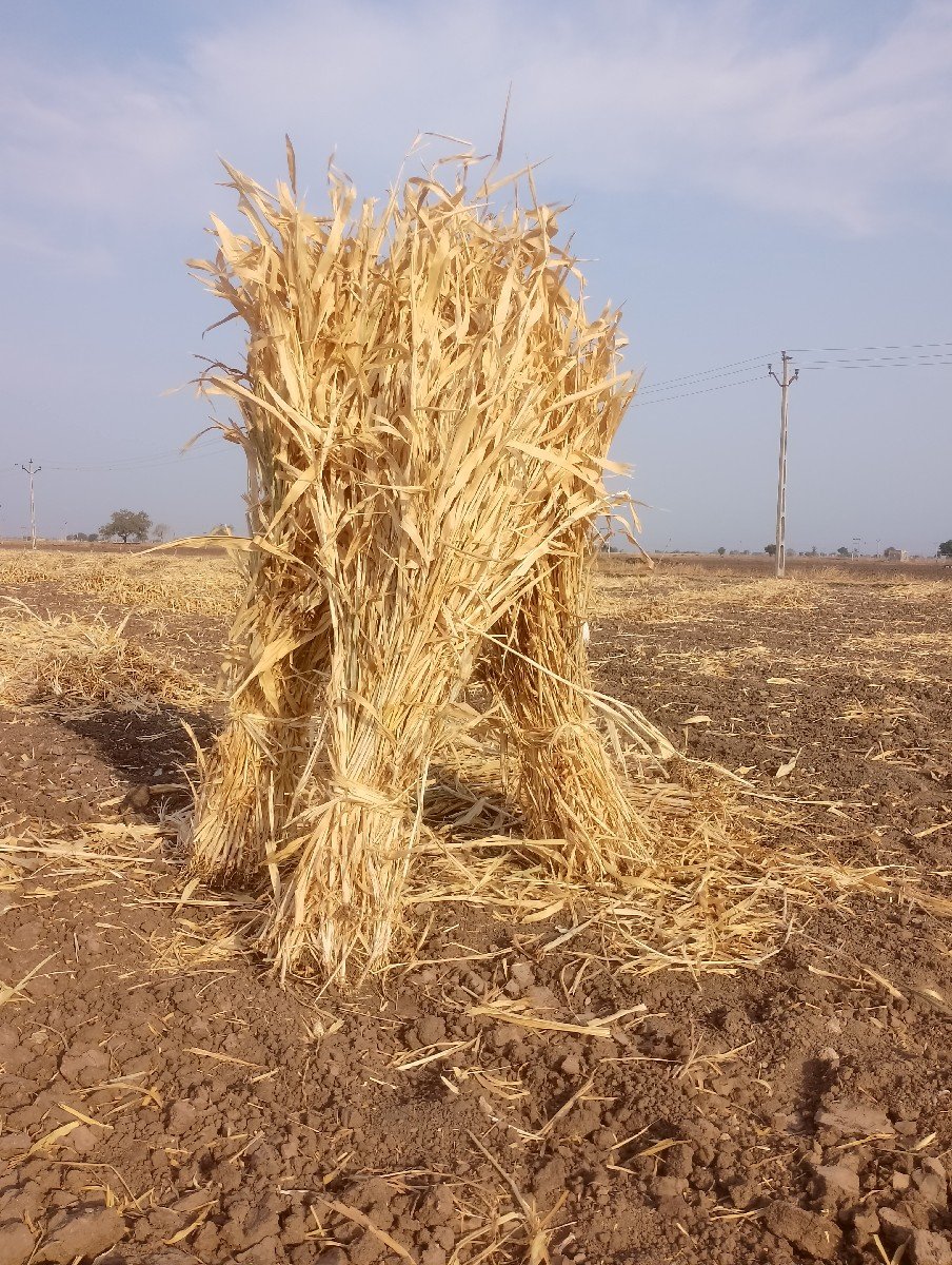 જુવારનો ચારો વેચવાનો છે