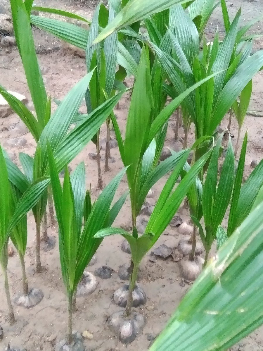 નારિયેલી ના રોપા