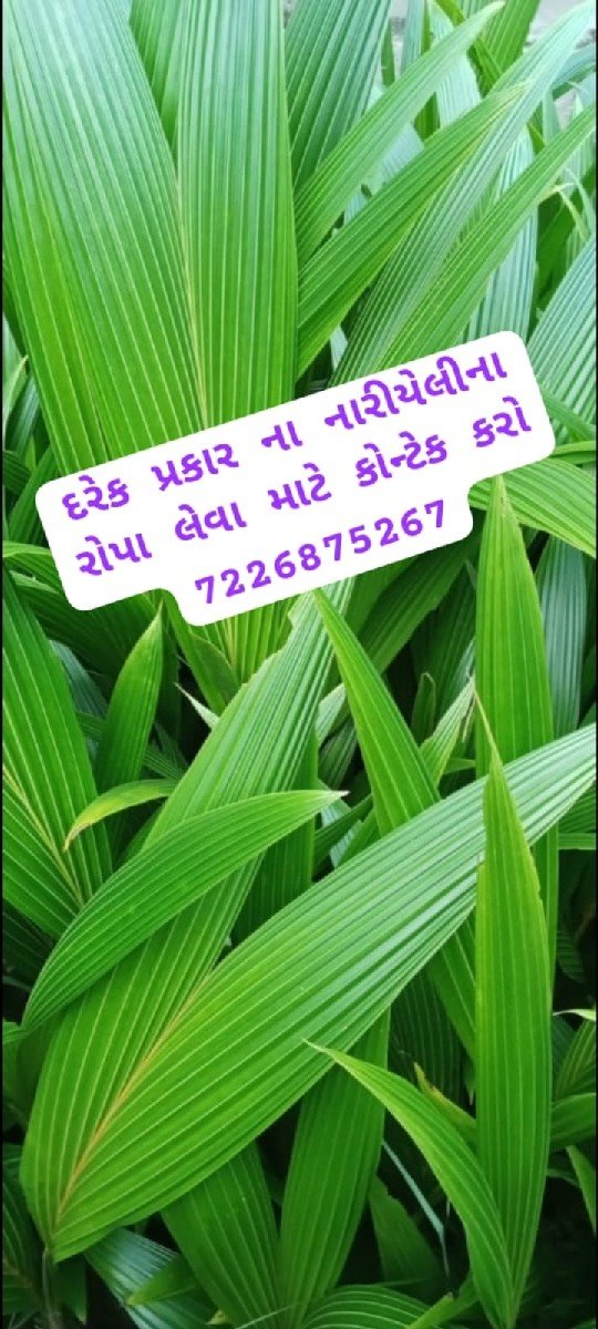 નારિયેલી ના રોપા