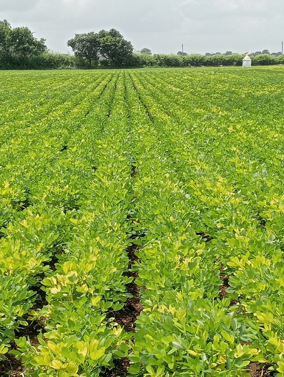 માંડવી નો ભુકો વેસવાનો છે