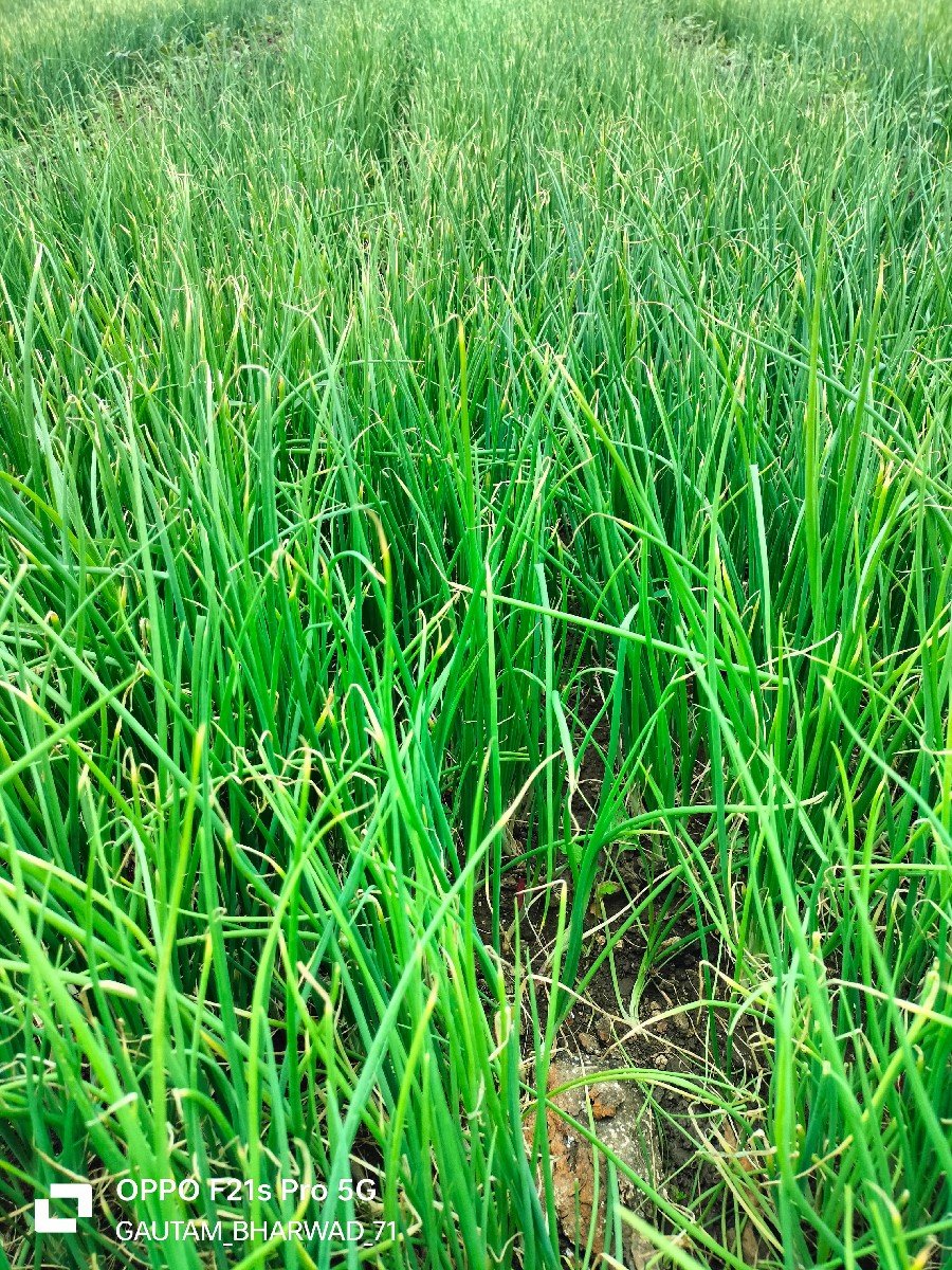 ડુંગળી નો રોપ વેચવાનો છે