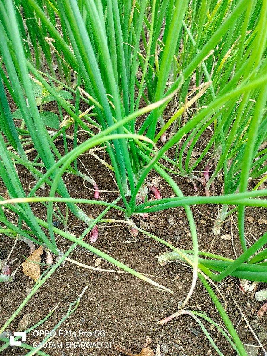 ડુંગળી નો રોપ વેચવાનો છે