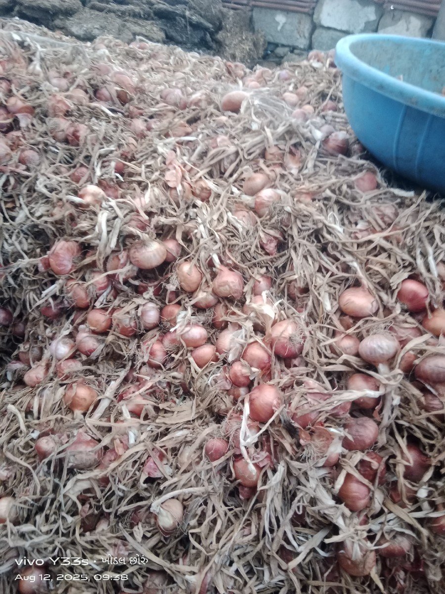 પિલી પતી ડુંગળી વેચવાની છે