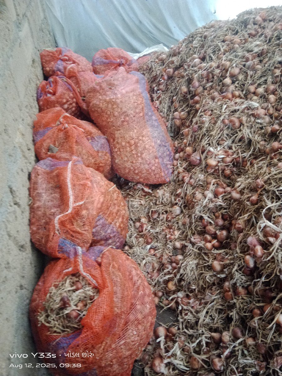 પિલી પતી ડુંગળી વેચવાની છે