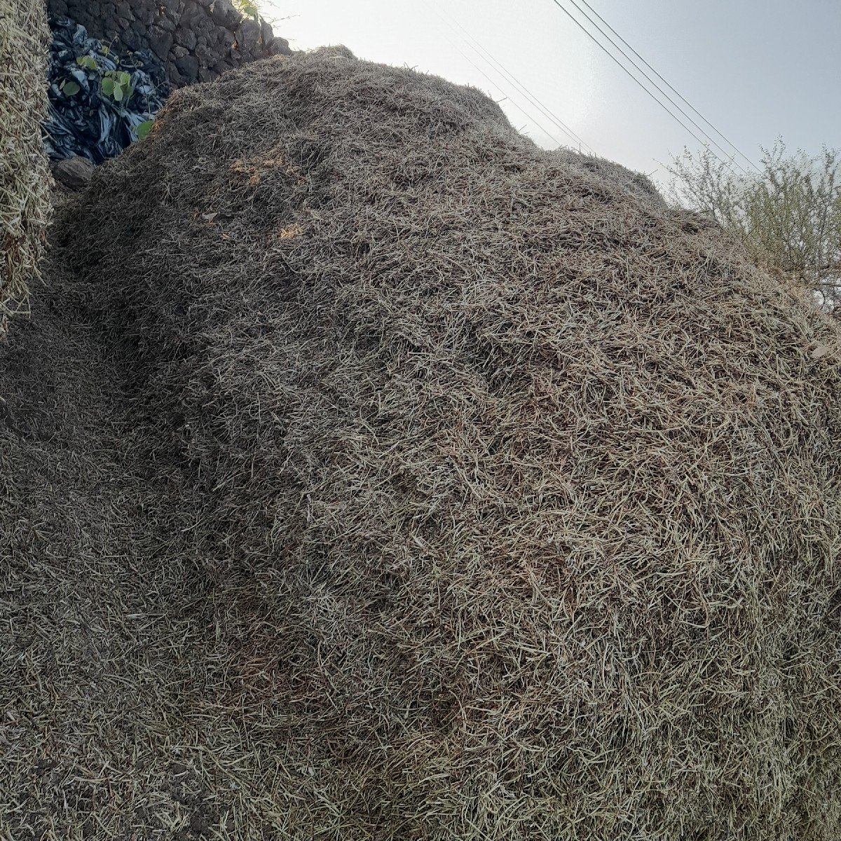 માંડવી નો સારો વેચવાનો છે