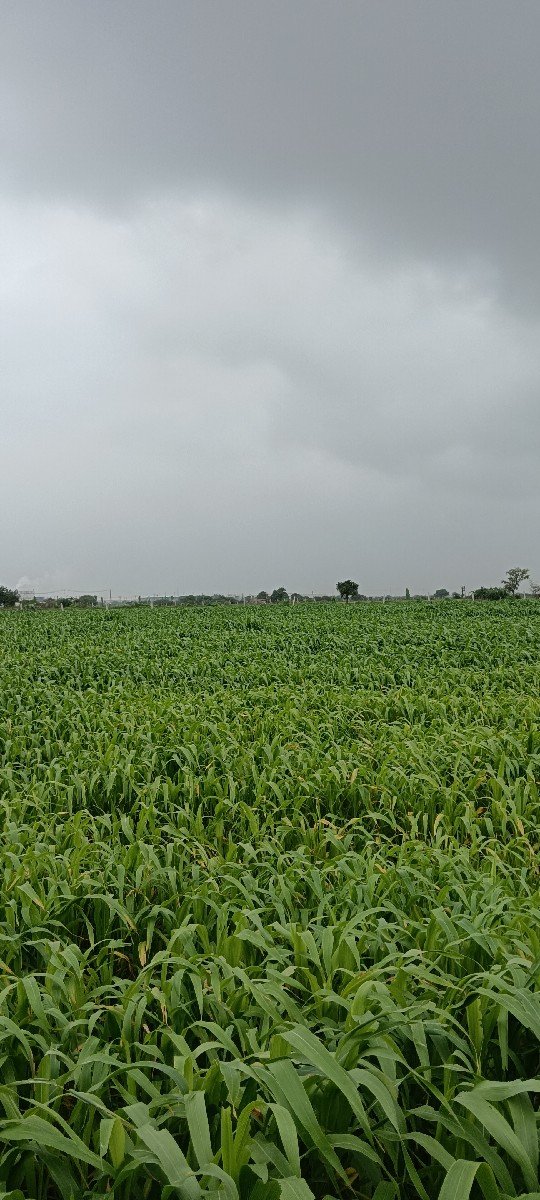 જુવાર લીલી