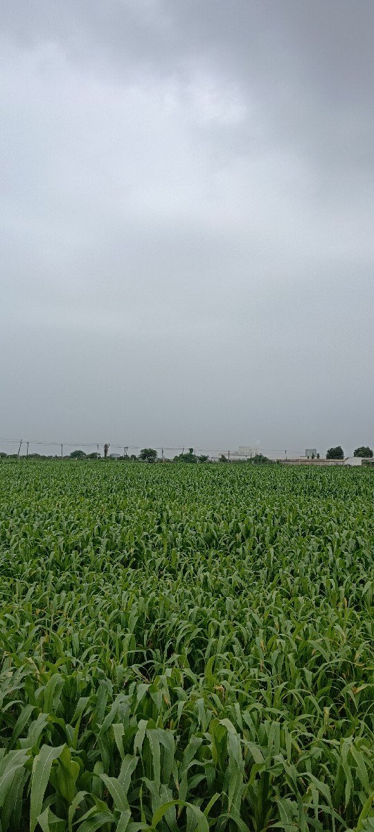 જુવાર લીલી