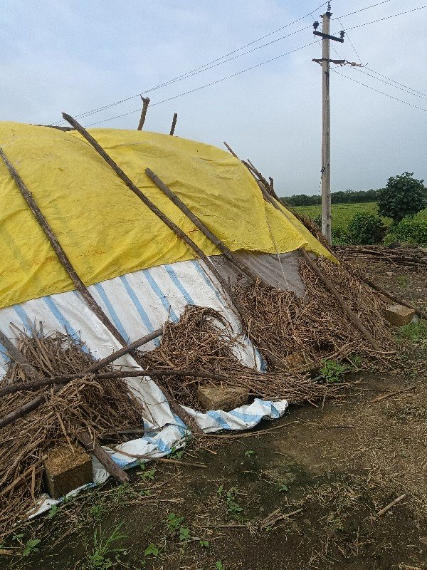 ફુકો વેચવાનોછે