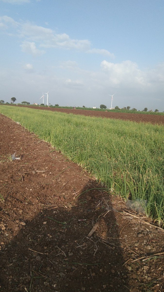 ડુંગળી નો રોપ