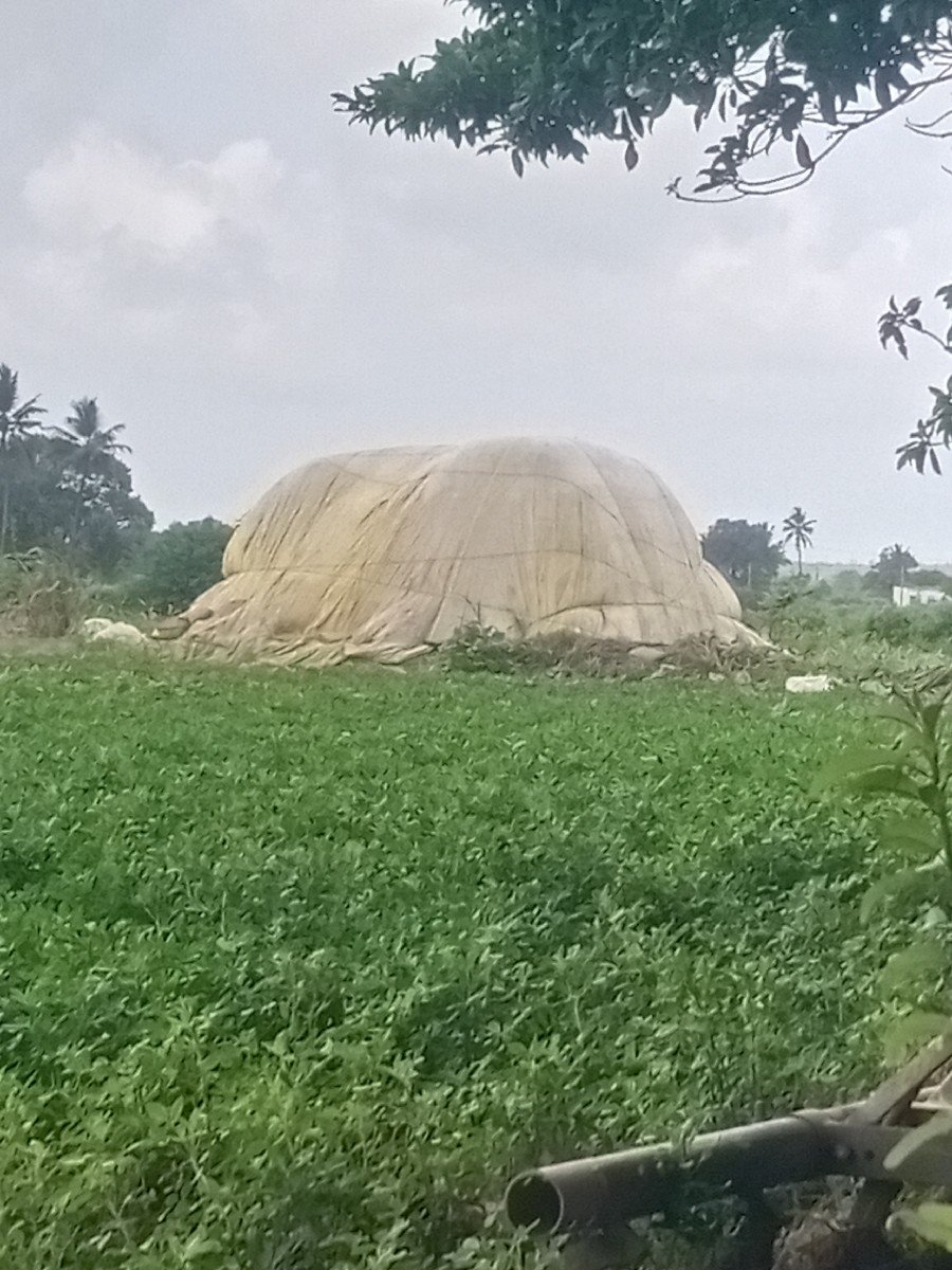 મગર ટુ મગનો સારો