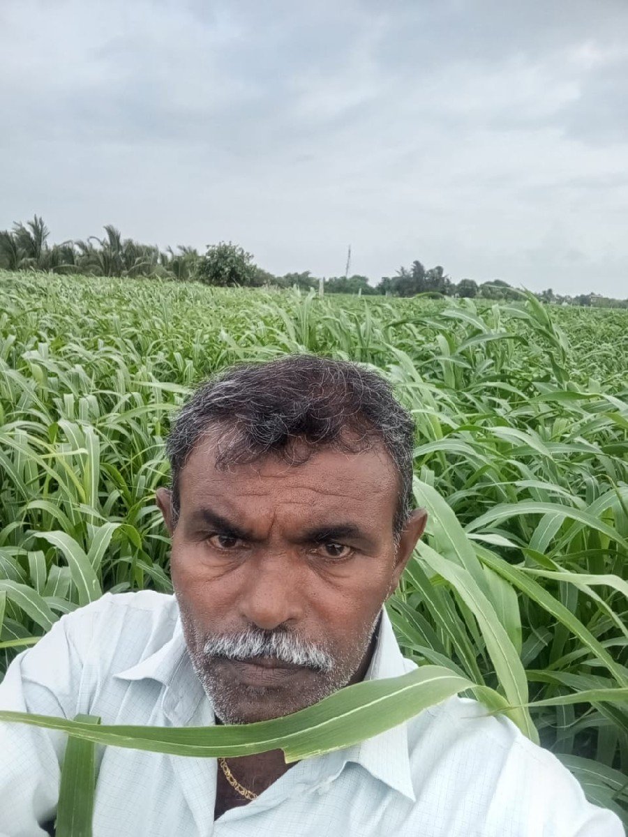 લીલી જુવાર નો સરો વેશવાનો છે