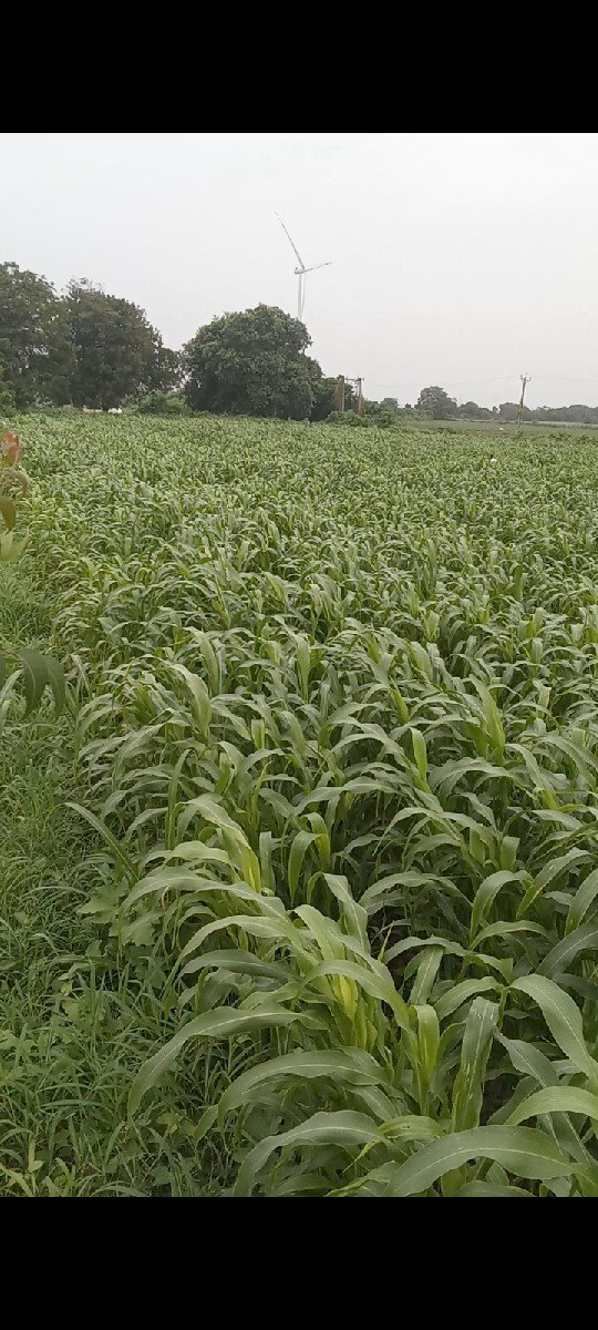 જાર લીલી વેસવાની સે