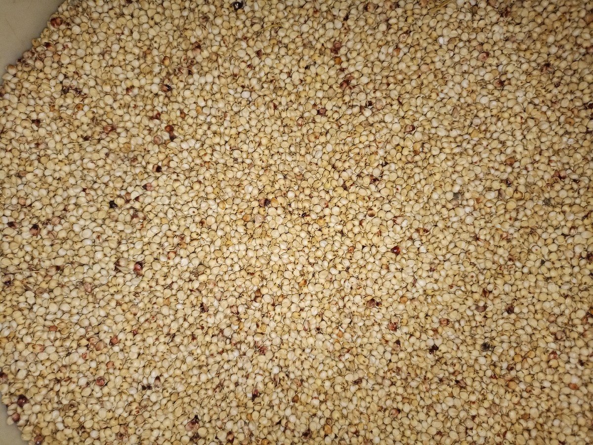 જુવાર વેચવાની છે