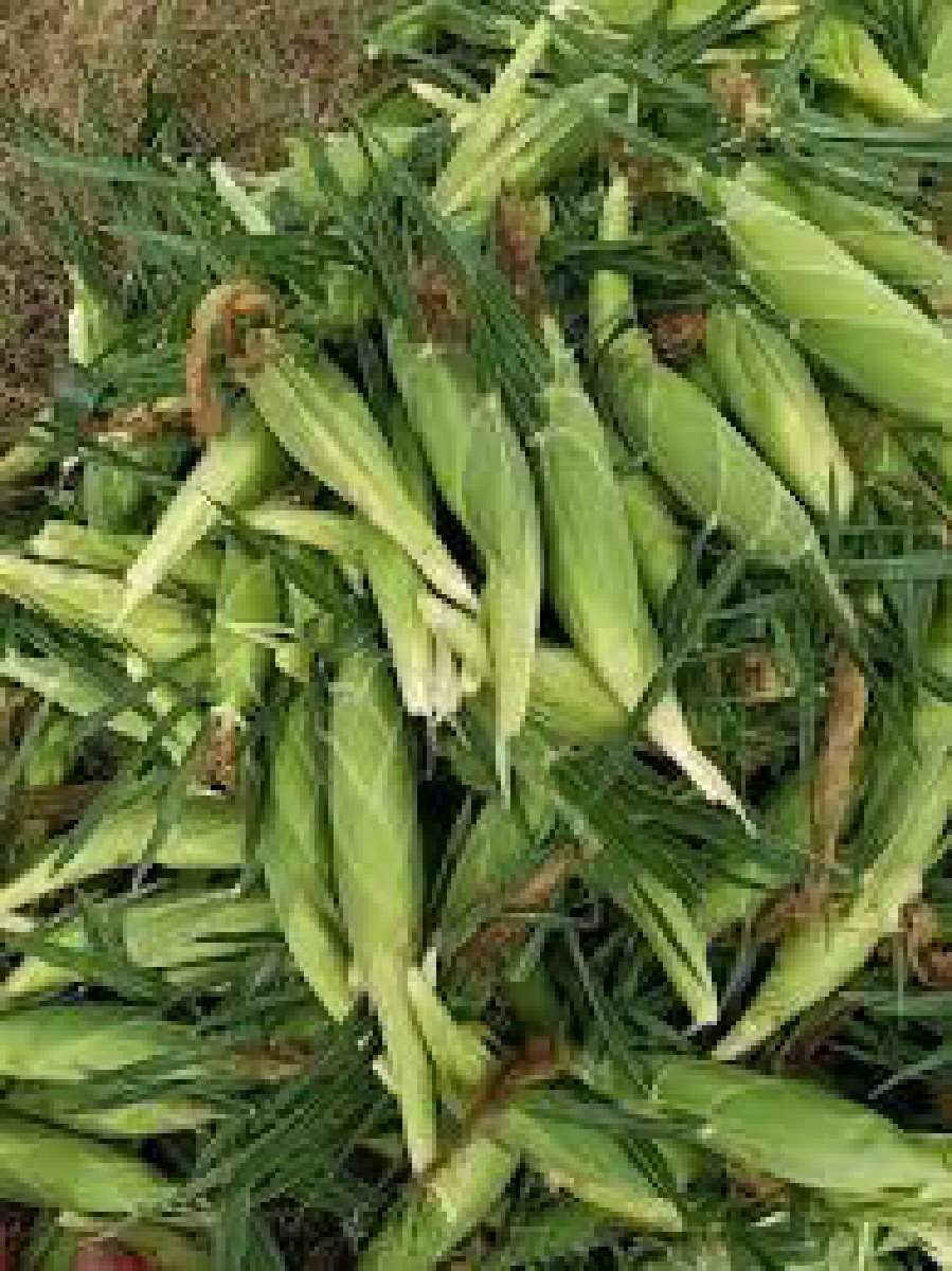 અમેરિકન મકાઈ ના પોટા વેચવાના છે