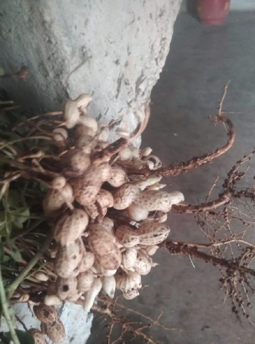 મિટવીઓરામાદેવાનિશે