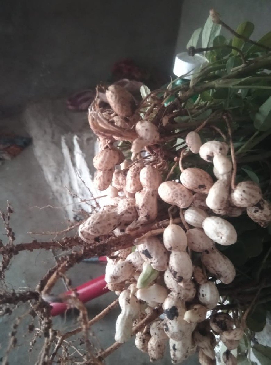 મિટવીઓરામાદેવાનિશે