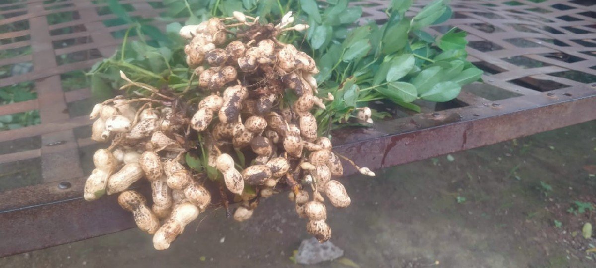 માડવી વેચવાની સે   ઓરાની
39  નં