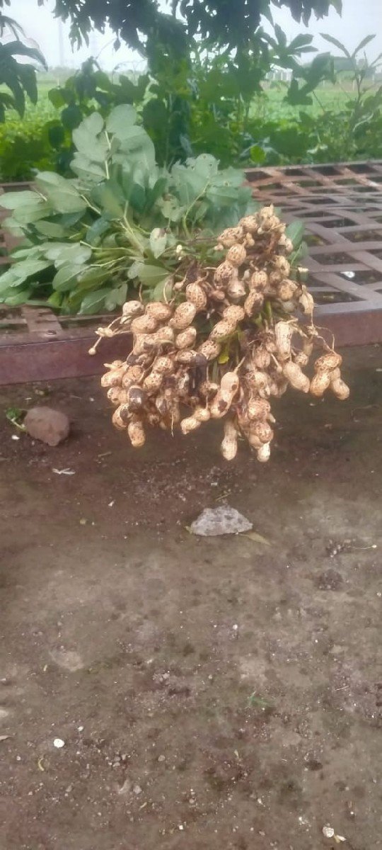 માડવી વેચવાની સે   ઓરાની
39  નં